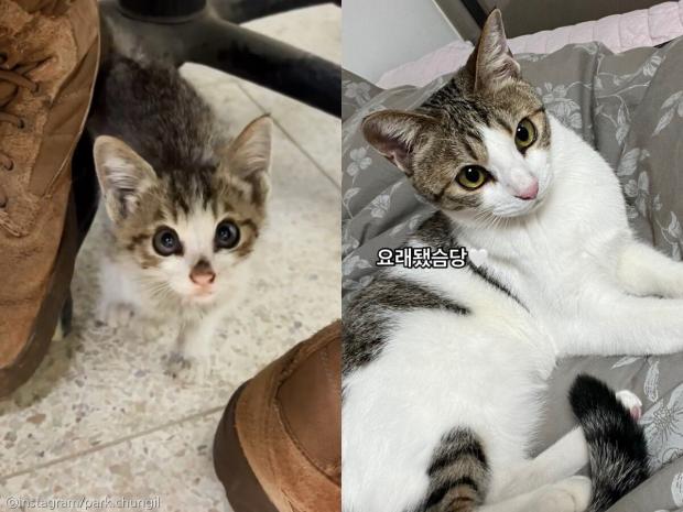 군부대 철조망 앞에 나타난 새끼 고양이..'충성! 나를 키워라옹!'