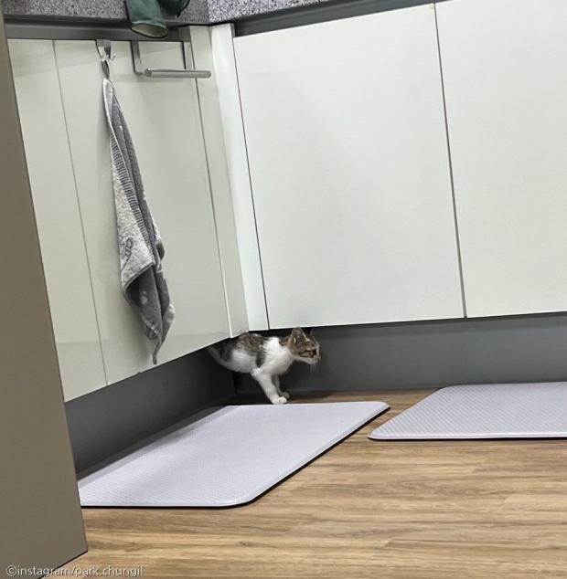 군부대 철조망 앞에 나타난 새끼 고양이..'충성! 나를 키워라옹!'
