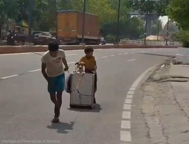 ⓒInstagram/Streetdogs of Bombay
