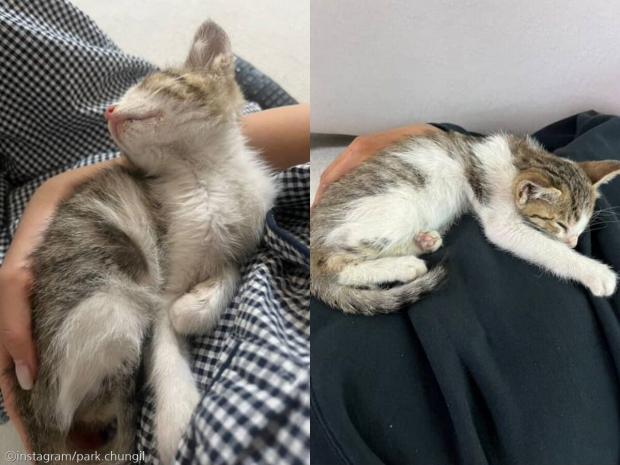 군부대 철조망 앞에 나타난 새끼 고양이..'충성! 나를 키워라옹!'