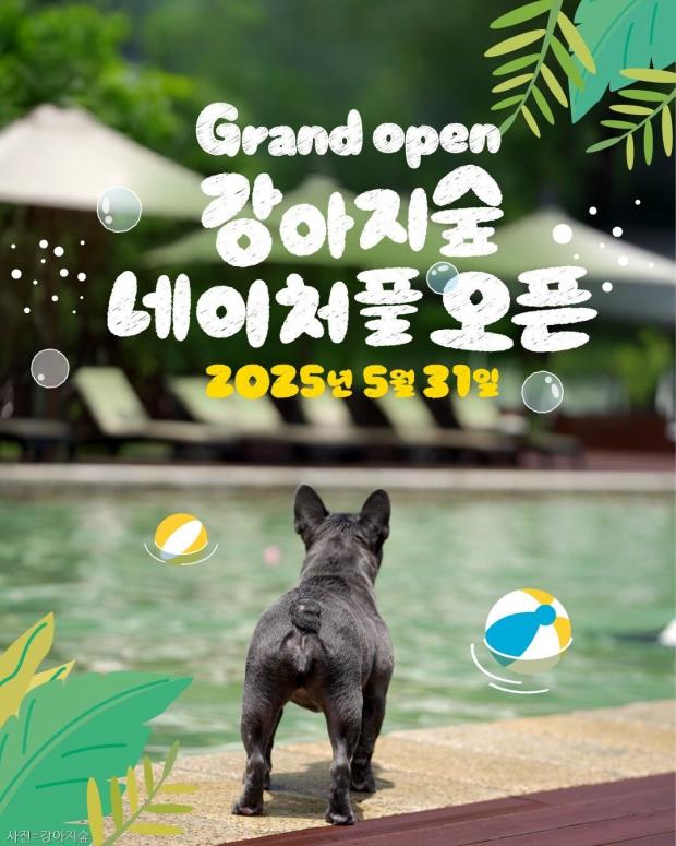 강아지와 함께하는 프리미엄 힐링 수영장 '강아지숲 네이처풀' 5월 31일 개장
