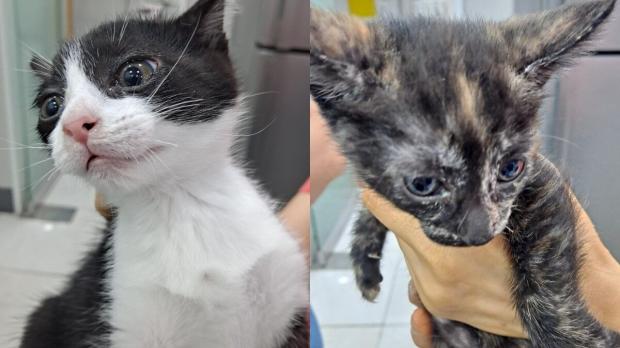 대구 상가 건물에 박스째 유기된 고양이 8형제..동시 보호소 입소
