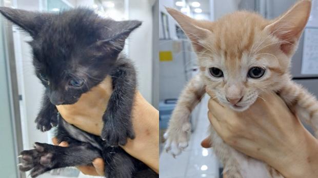 대구 상가 건물에 박스째 유기된 고양이 8형제..동시 보호소 입소