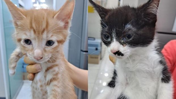 대구 상가 건물에 박스째 유기된 고양이 8형제..동시 보호소 입소