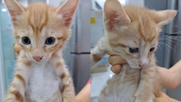 대구 상가 건물에 박스째 유기된 고양이 8형제..동시 보호소 입소