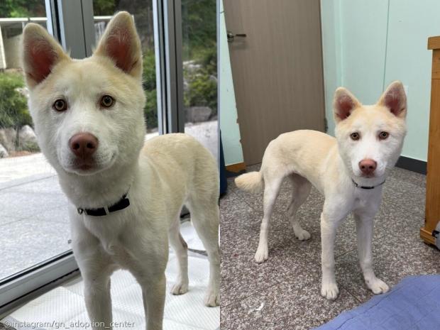 용기 내서 따라갔지만..한 달만에 파양돼 보호소로 돌아온 강아지