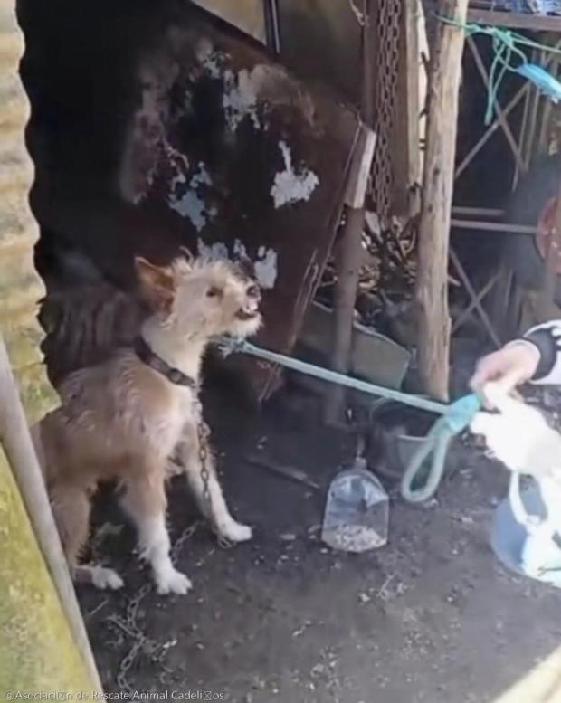 ⓒAsociación de Rescate Animal Cadeliños