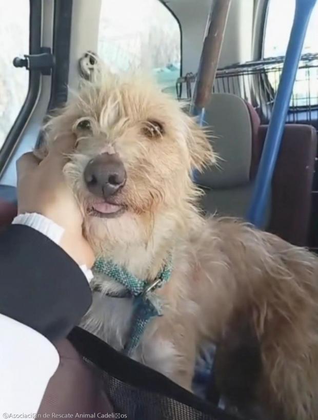 ⓒAsociación de Rescate Animal Cadeliños