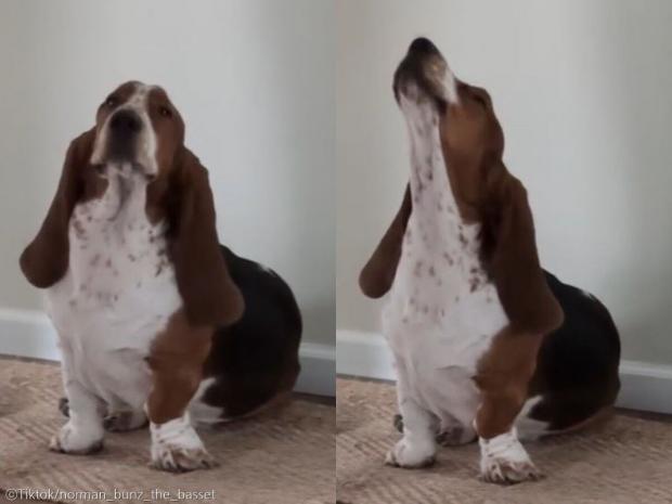 ⓒTiktok/norman_bunz_the_basset