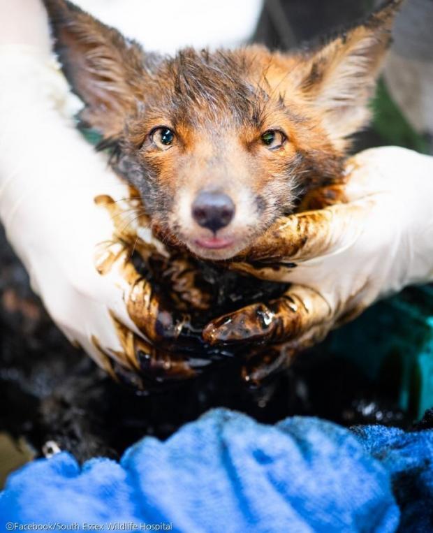 ⓒFacebook/South Essex Wildlife Hospital