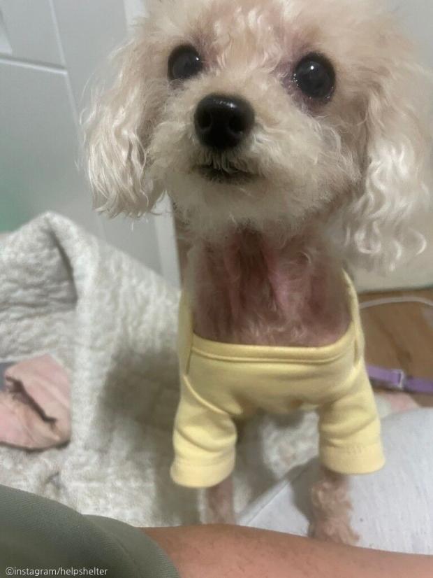 토이푸들 무료분양합니다 분양 완료라더니 보호소에서 안락사 대상