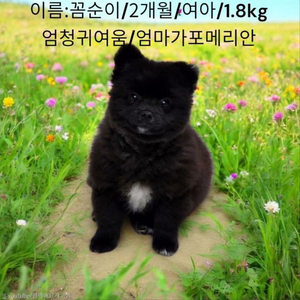 떠돌이 개 묶어 놓고 음식물쓰레기 먹이며 불법 도축 의심..항의하자 폭행