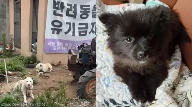 떠돌이 개 묶어 놓고 음식물쓰레기 먹이며 불법 도축 의심..항의하자 폭행
