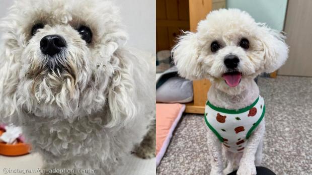 미용만 했을 뿐인데 '깜짝' 변신한 강아지..'가족만 찾으면 완벽'
