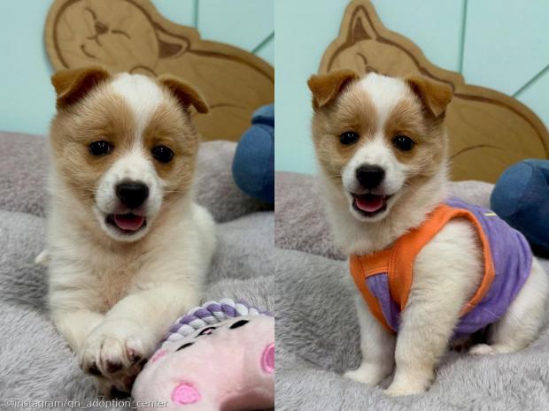 억울한 눈빛 뒤에 숨겨진 '장꾸미'..평생 놀아줄 주인 기다려요