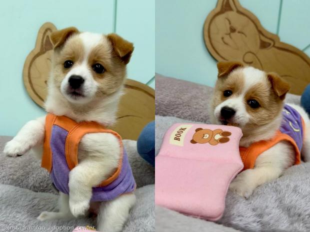 억울한 눈빛 뒤에 숨겨진 '장꾸미'..평생 놀아줄 주인 기다려요