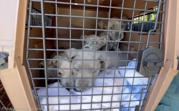 ⓒStray Rescue of St. Louis