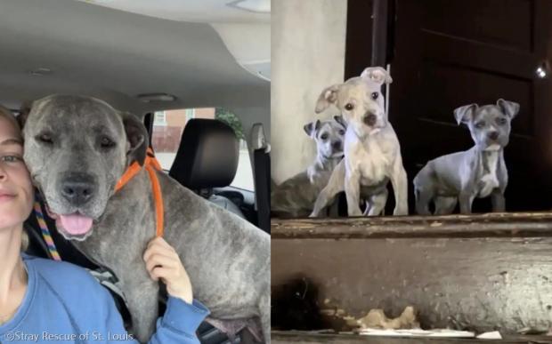 ⓒStray Rescue of St. Louis