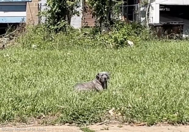 ⓒStray Rescue of St. Louis