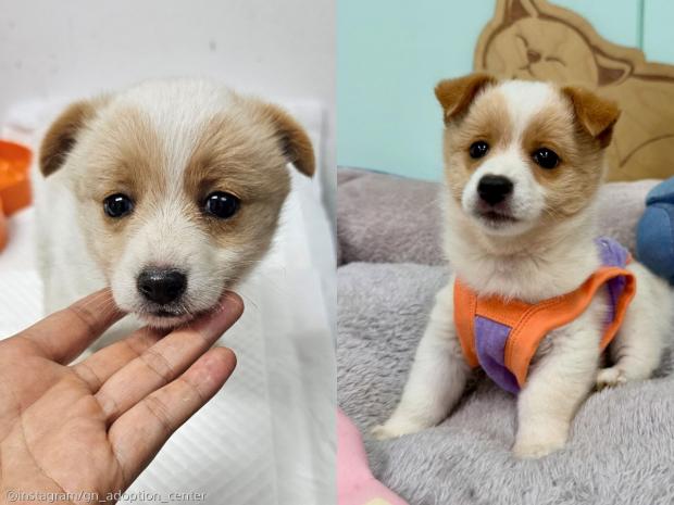 억울한 눈빛 뒤에 숨겨진 '장꾸미'..평생 놀아줄 주인 기다려요