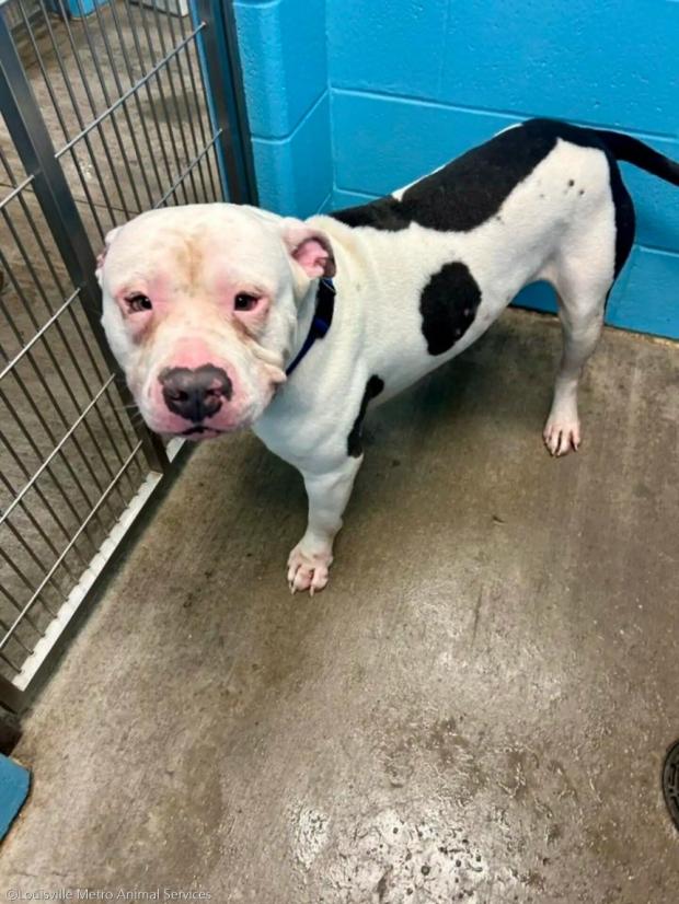 ⓒLouisville Metro Animal Services