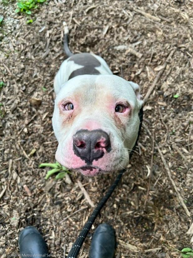 ⓒLouisville Metro Animal Services