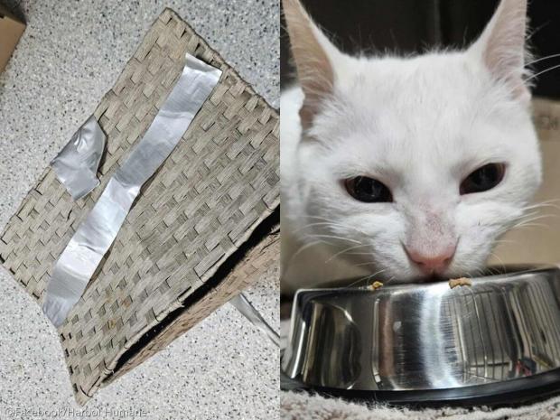 ⓒFacebook/Harbor Humane