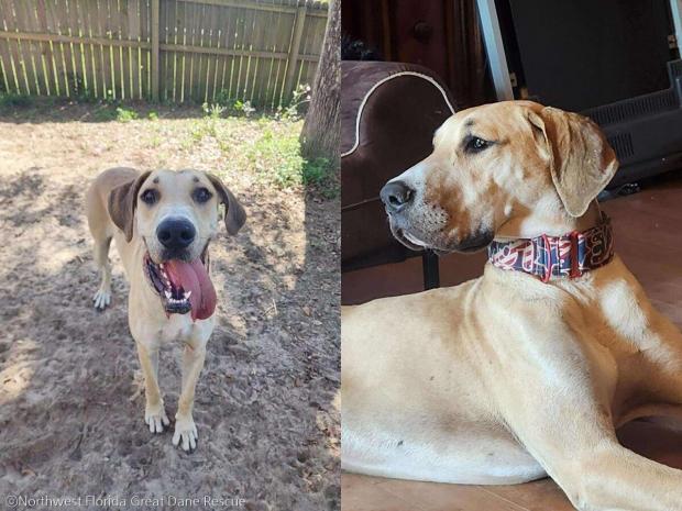 ⓒNorthwest Florida Great Dane Rescue