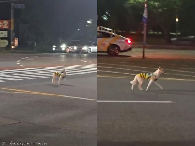 '남일 같지 않아서...' 야밤에 떠돌이 개 쫓아 추격전 벌인 견주 사연