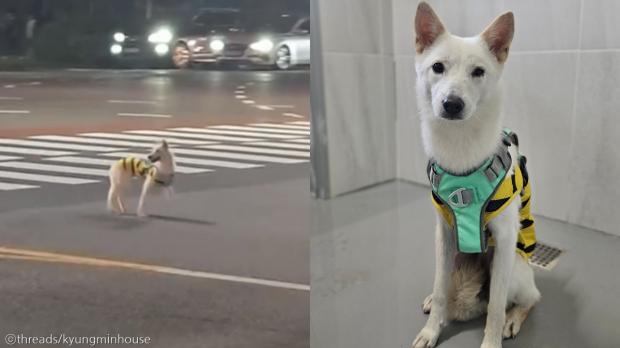 '남일 같지 않아서...' 야밤에 떠돌이 개 쫓아 추격전 벌인 견주 사연