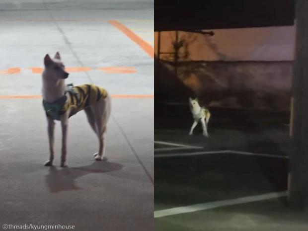 '남일 같지 않아서...' 야밤에 떠돌이 개 쫓아 추격전 벌인 견주 사연
