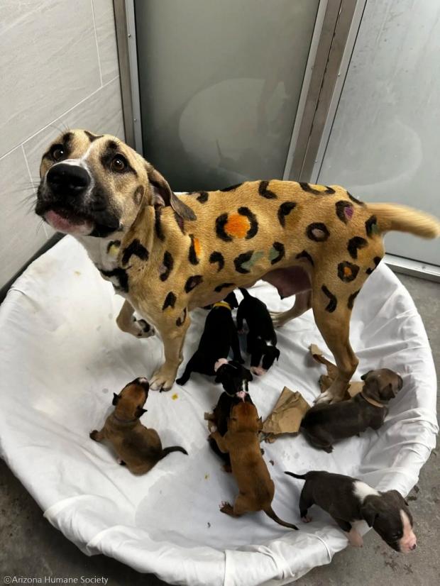 ⓒArizona Humane Society