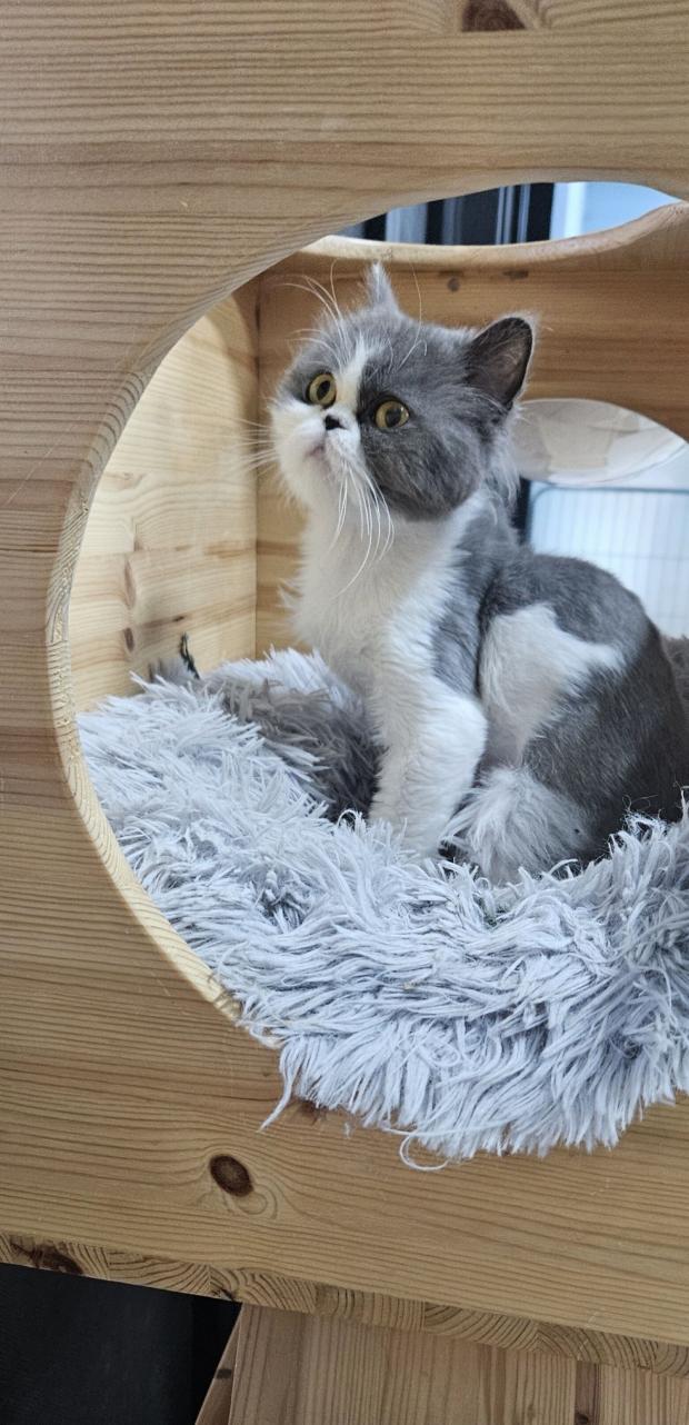 주차장 케이지에 담겨 버려진 생후 3개월 페르시안 고양이 '가족 기다려'