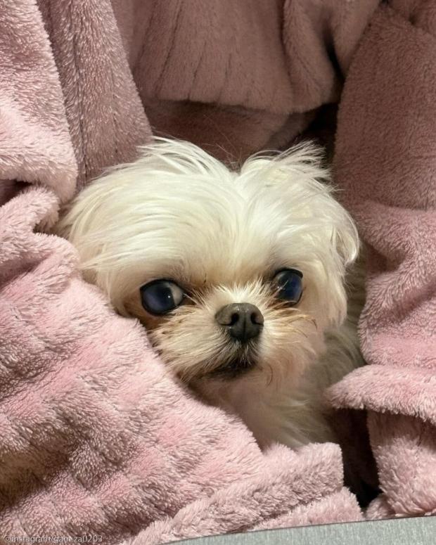 '이건 엄마나 드세요' 정확히 맛없는 사료만 골라서 '퉤'하는 강아지