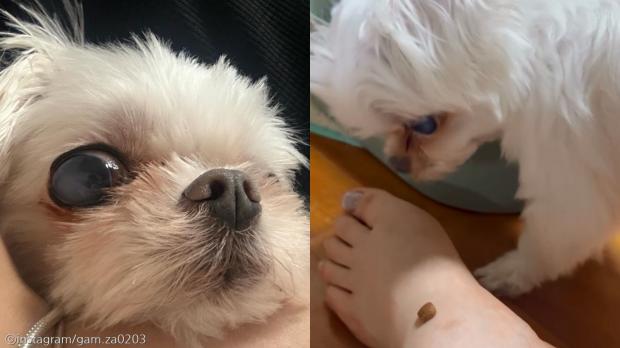 '이건 엄마나 드세요' 정확히 맛없는 사료만 골라서 '퉤'하는 강아지
