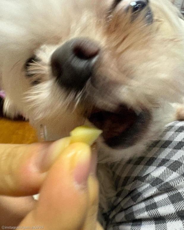 '이건 엄마나 드세요' 정확히 맛없는 사료만 골라서 '퉤'하는 강아지