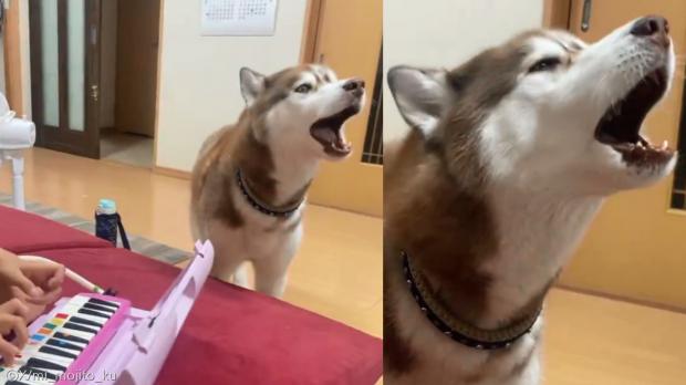 멜로디언 연주에 맞춰 옹알거리는 허스키, 대체 왜 이러는 걸까