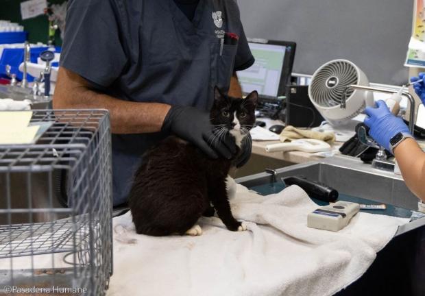 ⓒPasadena Humane