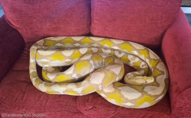 ⓒFacebook/RSG Reptiles