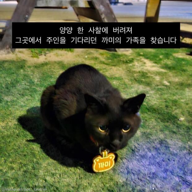'키우겠다'해놓고..3년 만에 그대로 다시 버려진 고양이 '새 가족 필요해'