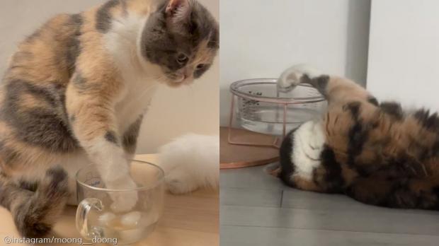목은 마른데 일어나기는 귀찮은 고양이의 꼼수..'음수량 걱정은 없네'