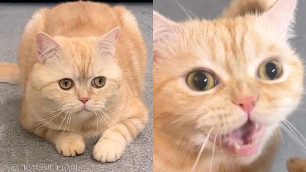 사료 던져주면 입으로 받아먹는 고양이 '진짜 빠르네'