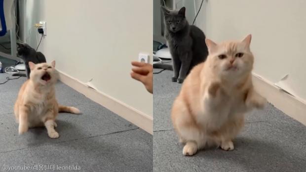 사료 던져주면 입으로 받아먹는 고양이 '진짜 빠르네'