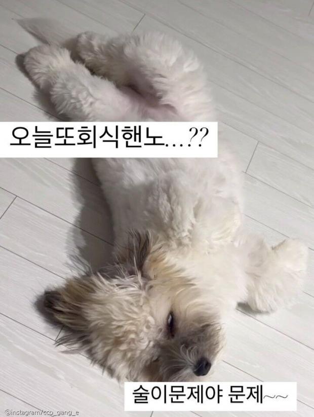 '누가 강아지 사료에 막걸리 탔나' 대자로 누워 곯아떨어진 댕댕이