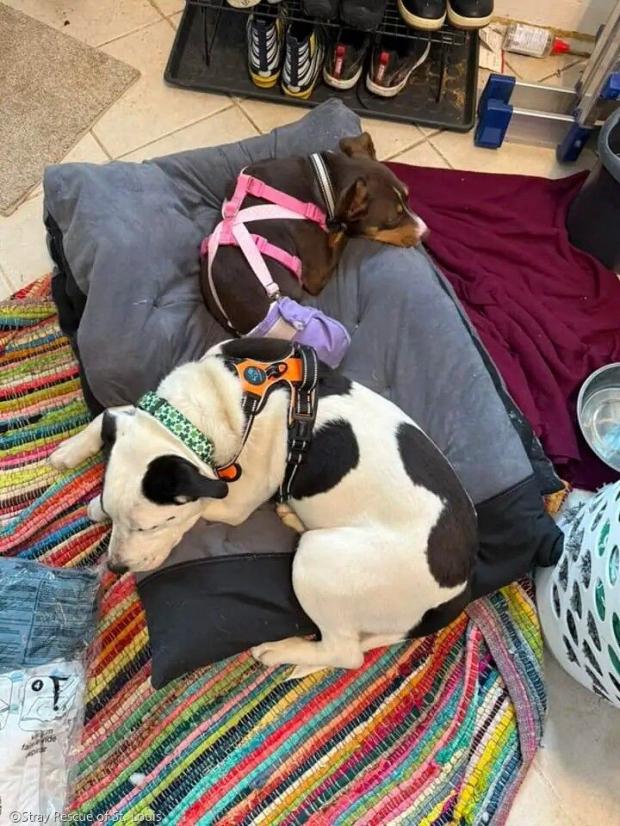 ⓒStray Rescue of St. Louis