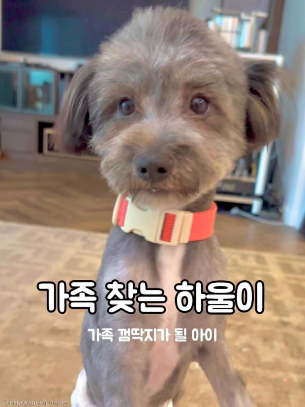 '임시 보호하면서 펑펑 울어..' 견주가 유기견 임보할 때 힘들었던 이유