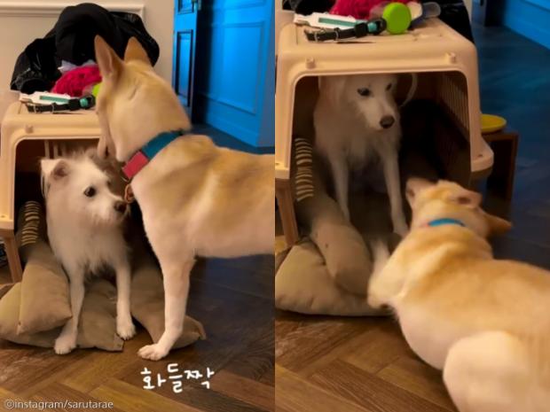 '임시 보호하면서 펑펑 울어..' 견주가 유기견 임보할 때 힘들었던 이유