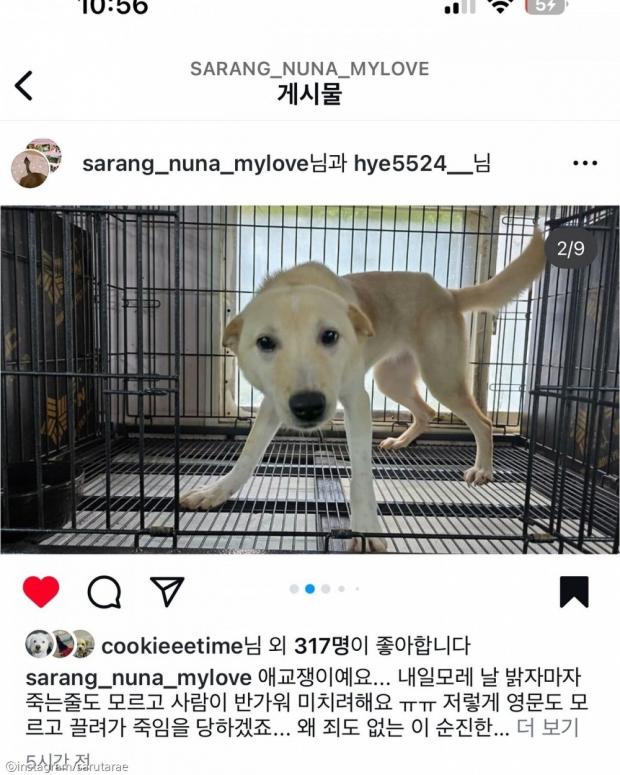 '임시 보호하면서 펑펑 울어..' 견주가 유기견 임보할 때 힘들었던 이유