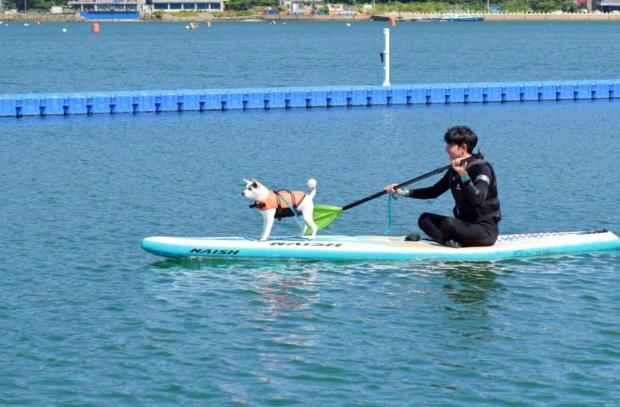 ⓒ노트펫