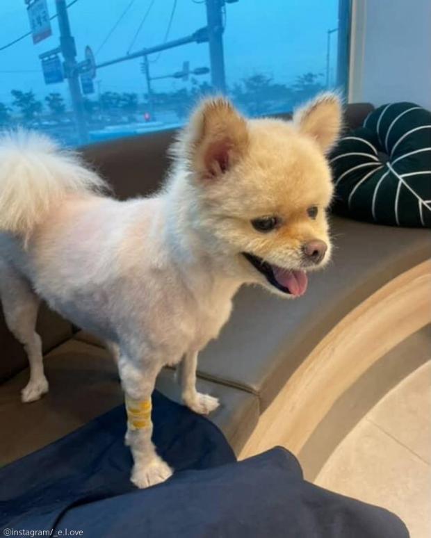 보호소에서 알아서 '처리'하라던 개를 다시 견주에게 돌려보내야 했던 이유